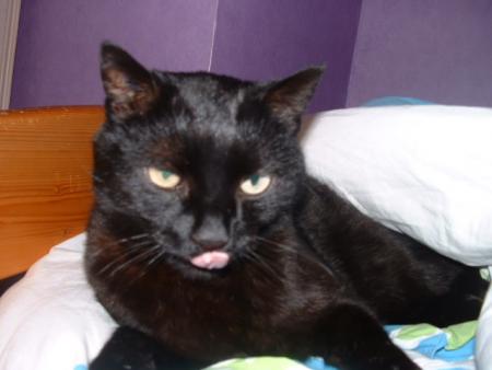 chat elise